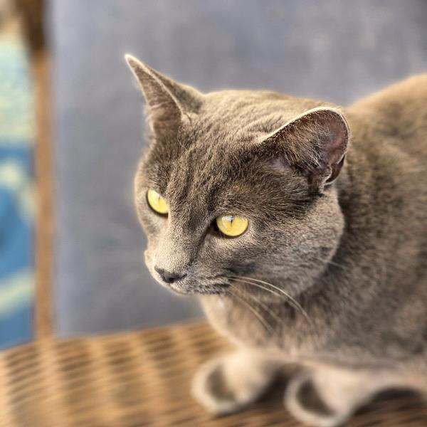 /Images/uploads/Friends of Seal Beach Animal Care Center/2022sbacc/entries/20851thumb.jpg